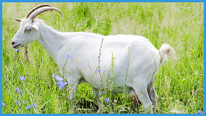 китайский календарь качества козы