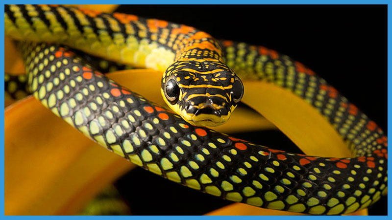 китайский календарь качества змеи