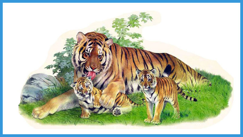 китайский календарь качества тигра